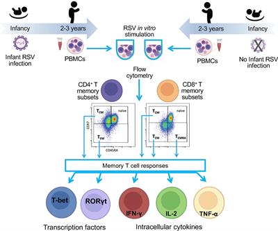 Effect of Infant RSV Infection on Memory T Cell Responses at Age 2-3 Years